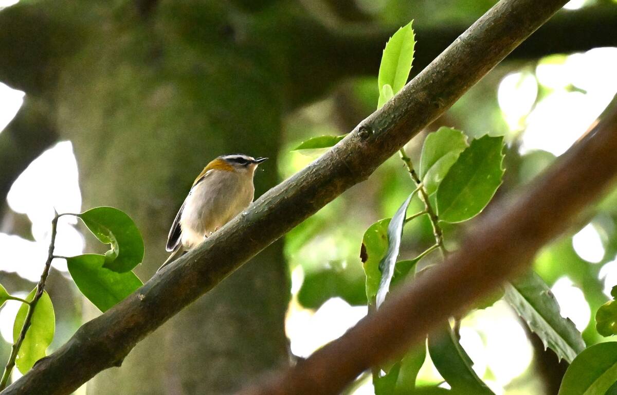 2026-09-26 Firecrest  - enlarge for info